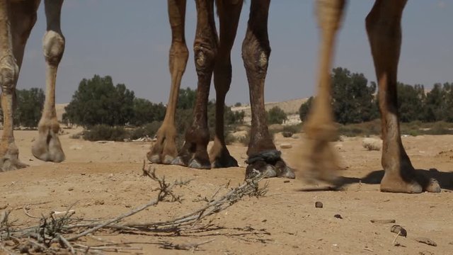 Camel legs walking on sandy path. Close up.