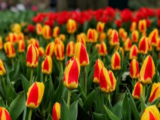 tulips in the garden