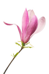 Magnolia flower isolated