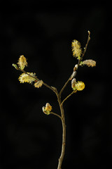 Pussy willow against black