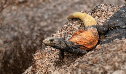 Colorful Chuckwalla Arizona Desert Lizard  