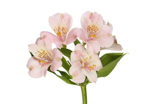 Pale purple alstroemeria flowers