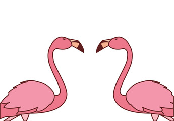 exotic pink flemish couple birds with heads up