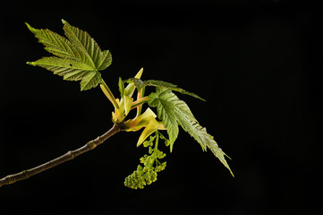 Sycamore leaves and flower against black