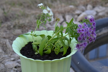 beautiful flowers for the landscape