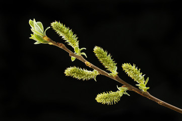 Willow shoots against black