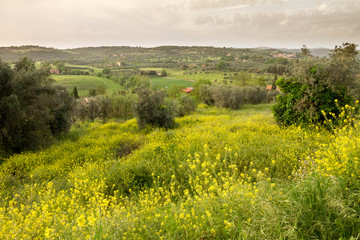 Fototapeta premium Magliano in Toscana, Grosseto