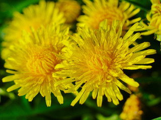  blooming yellow dandelion flowers on a green background close-up angled