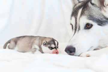 Husky mom and her puppies