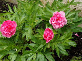 Paeonia officinalis 'Rosea Plena' - Pivoine officinale herbacée à grosses fleurs doubles rose pourpré, pétales frisottées et serrées