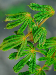  young green leaves horse chestnut tree