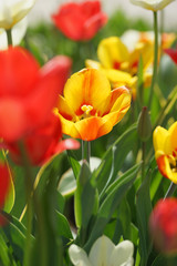 Fototapeta premium Flowerbed with colorful tulips in spring.