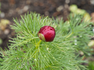 Paeonia tenuifolia 'Rubra Plena'. Pivoine à feuilles de fougère à grosses fleurs doubles ou...