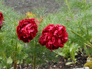 Paeonia tenuifolia 'Rubra Plena'. Pivoine à feuilles de fougère à grosses fleurs doubles ou...