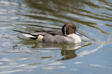 Northern pintail