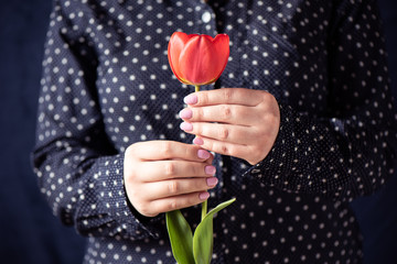 Red tulip in the hands of a girl. Girl with a pink manicure holding a tulip.