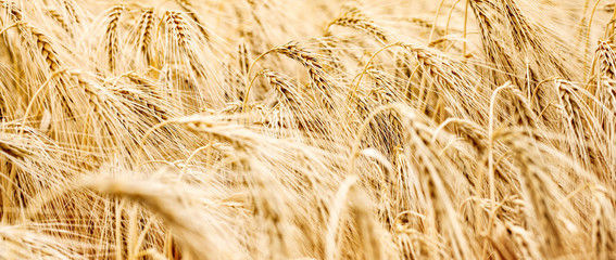 Getreide - Panorama