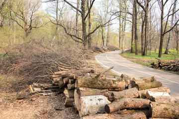 Felled trees and bushes on the side of the road. 