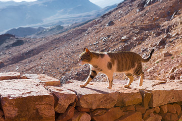 The cat walks along the trail against the backdrop of the mountain of Moses in Egypt	