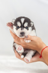 siberian Husky puppy in hands