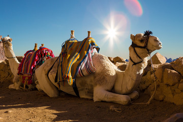 Dromedar camel in the background sands of hot desert, Egypt, Sinai