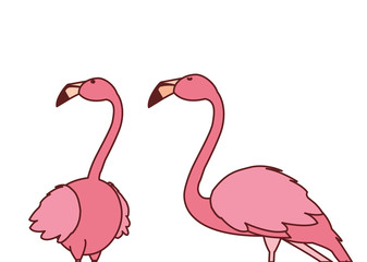 exotic pink flemish couple birds with heads up