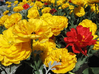 yellow flowers in the garden