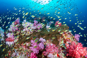 Fototapeta na wymiar A vibrant, colorful tropical coral reef in Asia