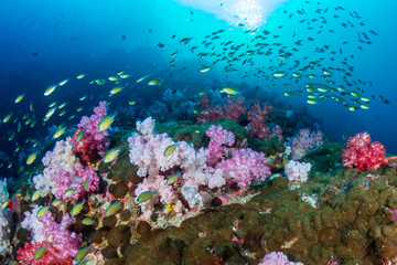 Beautifully colored soft corals on a tropical reef in the Mergui Archipelago, Burma