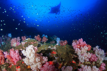 Naklejka na ściany i meble Large Oceanc Manta Ray (Manta Birostris) swimming over colorful soft corals at Black Rock, Mergui, Myanmar