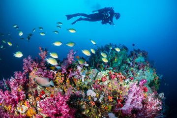 SCUBA diver swimming over a beautiful, colorful tropical coral reef