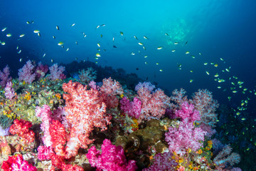 Naklejka na ściany i meble Beautiful, colorful soft corals on a tropical reef at Black Rock, Mergui Archipelago, Myanmar