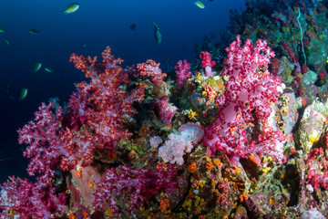 Naklejka na ściany i meble A vibrant, colorful tropical coral reef in Asia