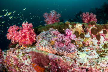 Fototapeta na wymiar A Scorpionfish hidden amongst colorful soft corals on a tropical coral reef (Black Rock, Myanmar)