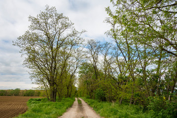 Fototapeta na wymiar Dirty road in the field in spring with trees