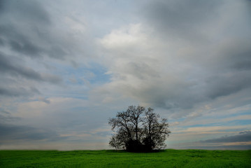 Bunch of trees in the green field with overcast sky