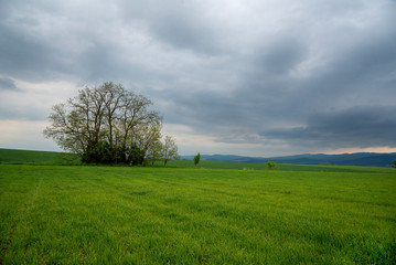 Bunch of trees in the green field with overcast sky