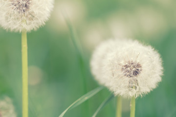 fluffy dandelions in May green grass, festive soft spring background