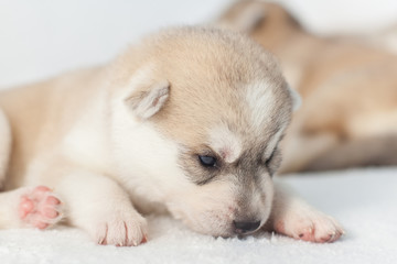 playful siberian husky puppies 1 month