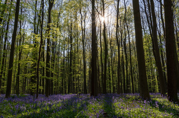 Bluebells in Hallerbos, Belgium