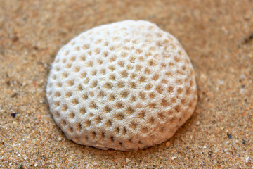 sea coral lies on the sand