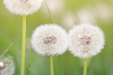 fluffy dandelions in May green grass, festive soft spring background