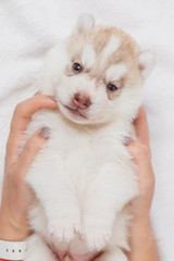 Cute Siberian husky puppy beautiful