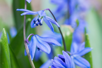 Blue flower close-up, macro.Tulip on a background of green. Soft focus.