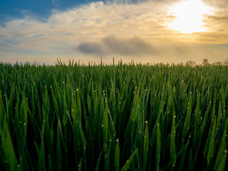 Sonnenaufgang mit Morgentau