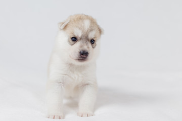 Beautiful siberian husky puppies new born