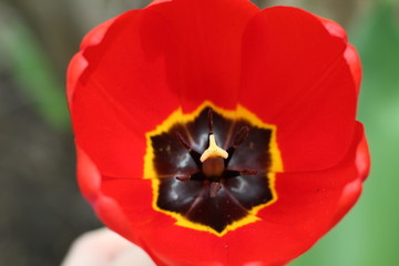 bright red Tulip close-up on a Sunny spring day
