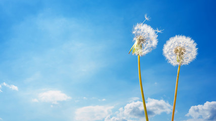 Two dandelions in front of blue sky with clouds as background