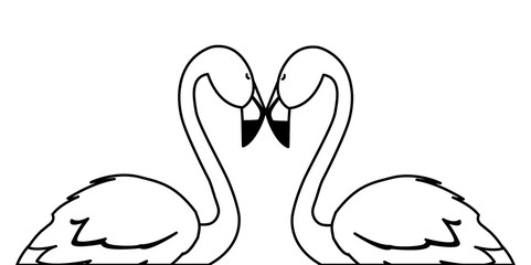 exotic flemish couple birds with romantic pose