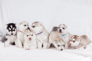 Siberian Husky puppies 2 months old
